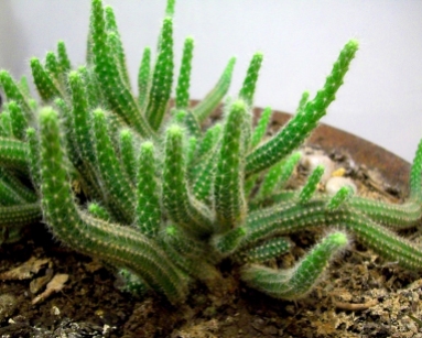 cactus-dedos